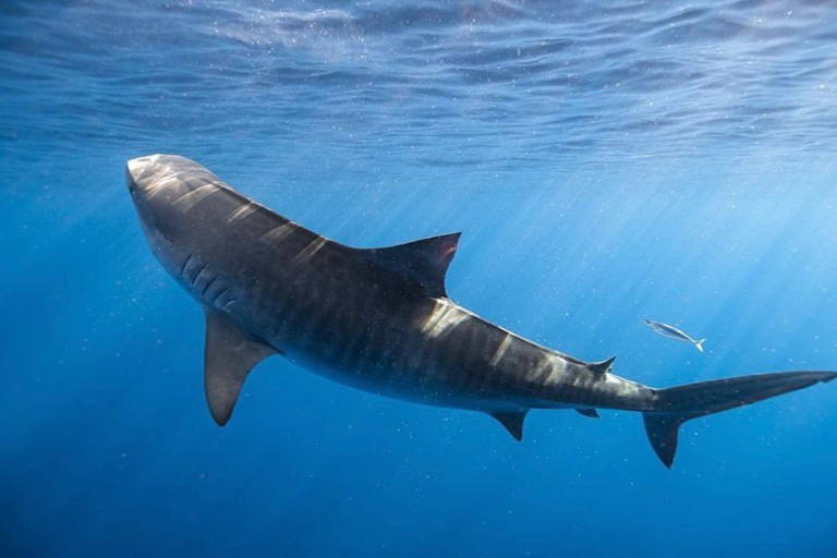 Haleiwasharktours North Shore Shark Cage Snorkel Shark