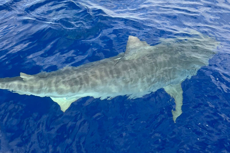 Haleiwasharktours North Shore Shark Cage Snorkel Shark Close Surface