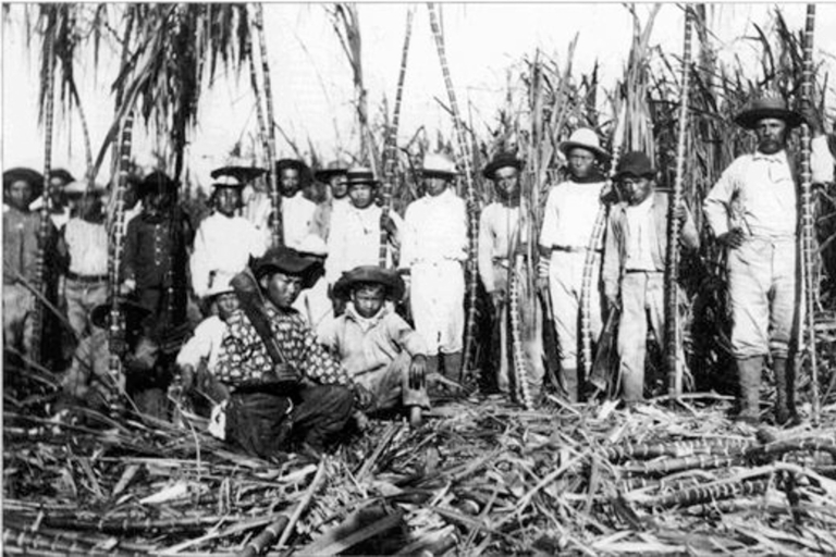 Maui Pineapple Tour Plantation Workers