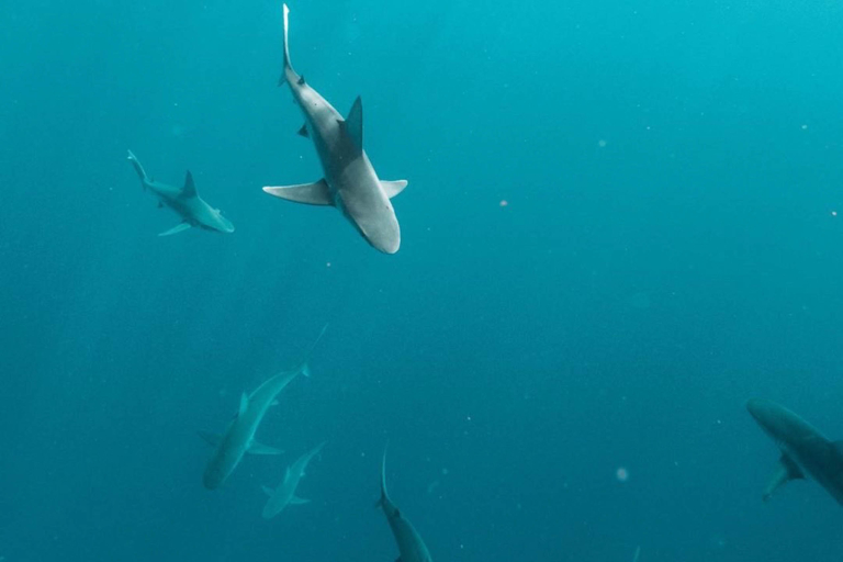 Oneoceandiving Cageless Shark Diving Tour Interesting Shot