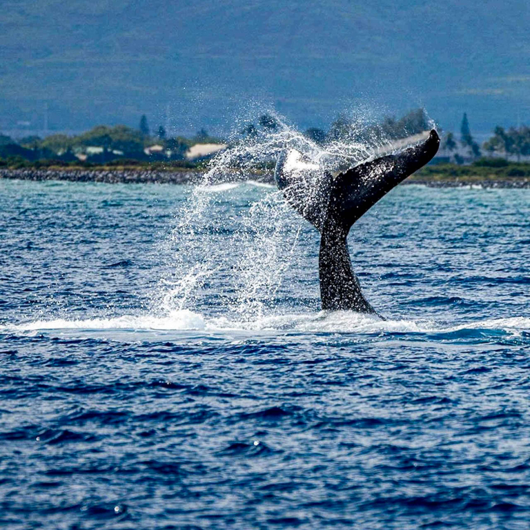 Hawaiinautical Waikoloa Whale Watch Tour Big Tail