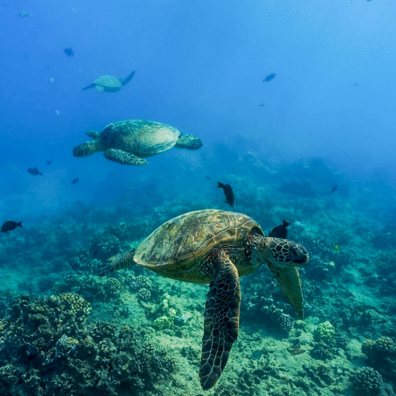 Turtle Canyons Snorkel Excursion | Hawaii Tours and Activities