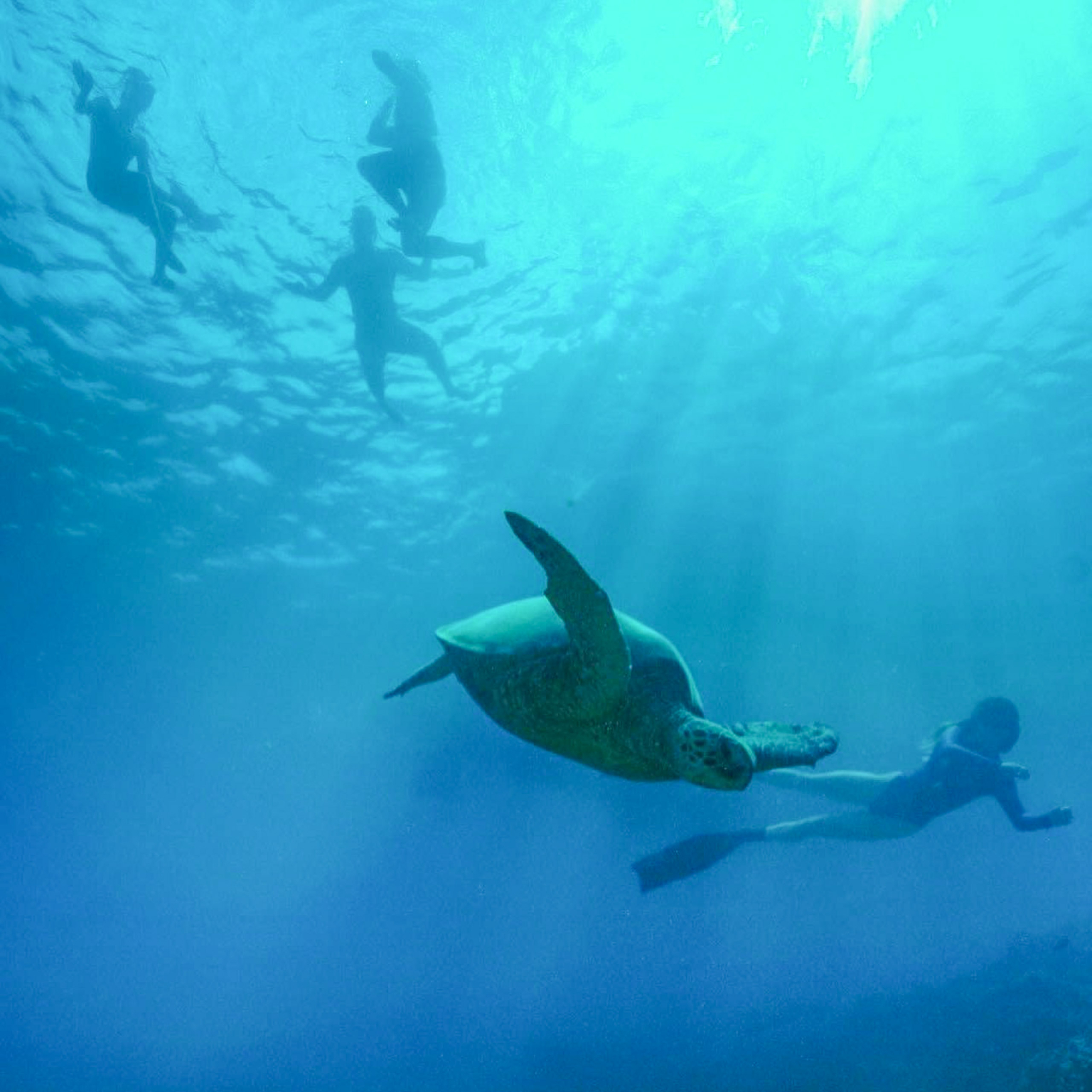 Turtle Canyons Snorkel Excursion | Hawaii Tours and Activities