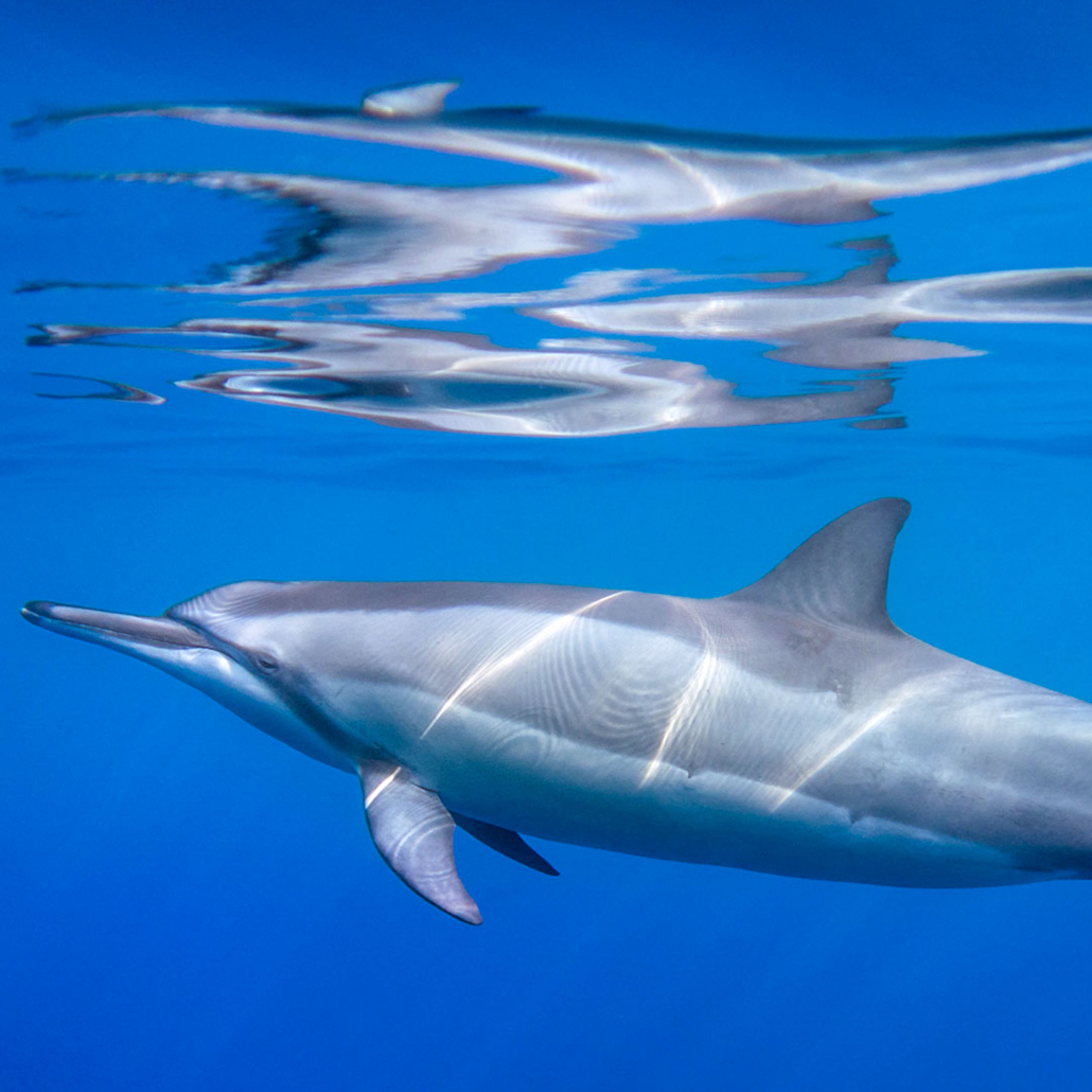 Hawaiian Spinner Dolphins - Maui Magic Snorkel - Molokini Snorkel