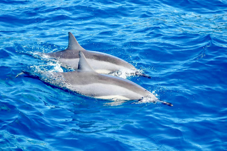 Mauiadventurecruises Lanai Dolphin And Snorkel Adventure Couple Dolphin