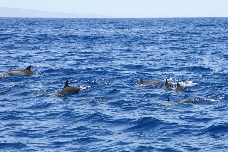 Mauiadventurecruises Lanai Dolphin And Snorkel Adventure Dolphins Mac