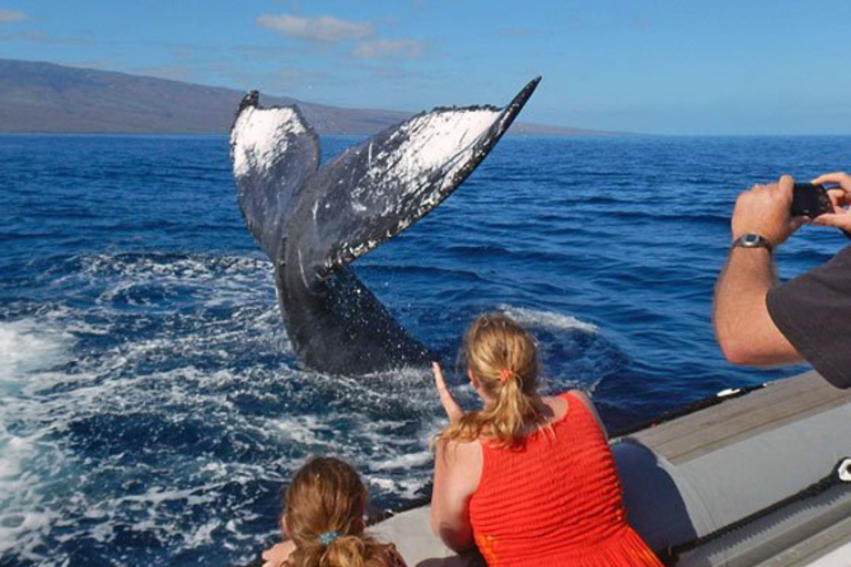Discount Maui Whale Watch Family Whale Watch Maui