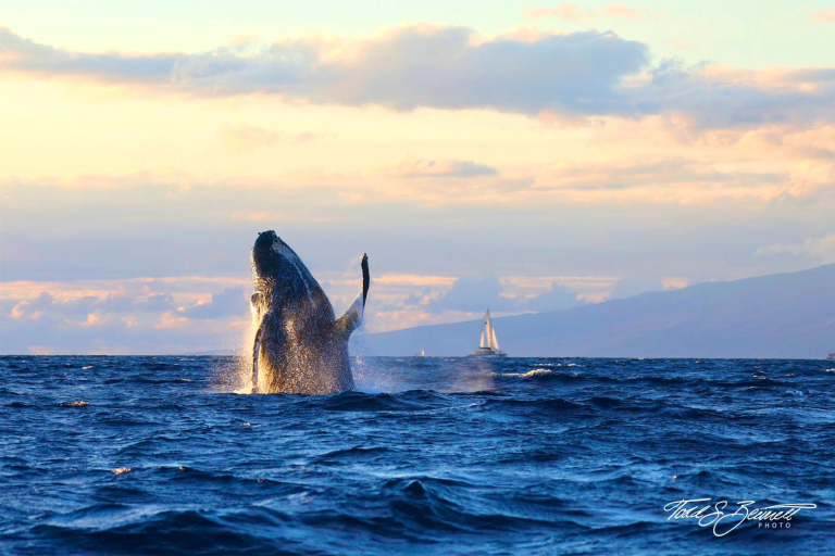 Discount Maui Whale Watch Majectis Whale Photo 