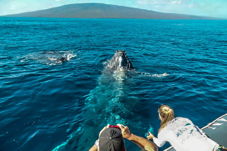 Discount Maui Whale Watch Tour Package Three