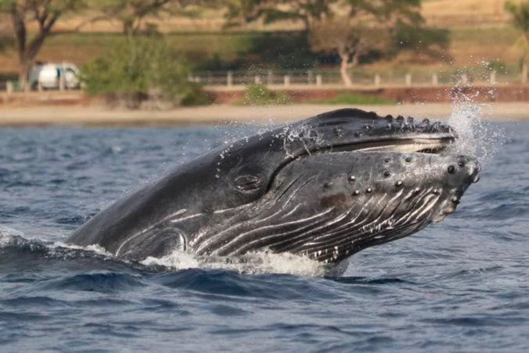 Discount Maui Whale Watch Whale Face