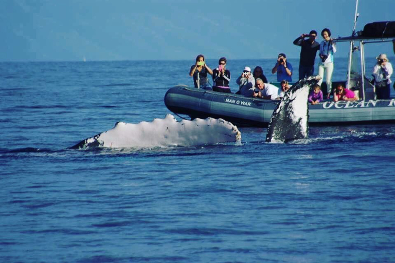 Discount Maui Whale Watch Whale Tour In Maui