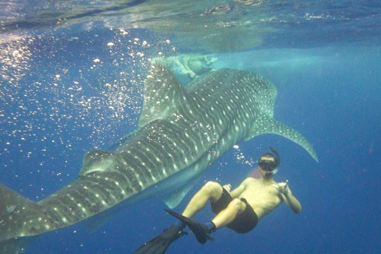 Swimwithdolphinsandmantas Kona Coast Morning Snorkel Trip Man Swim With Whale