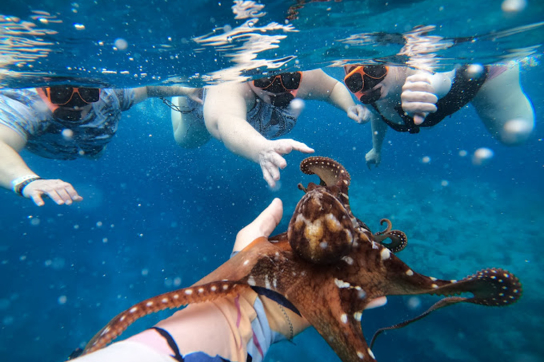 Swimwithdolphinsandmantas Kona Coast Morning Snorkel Trip Octopus