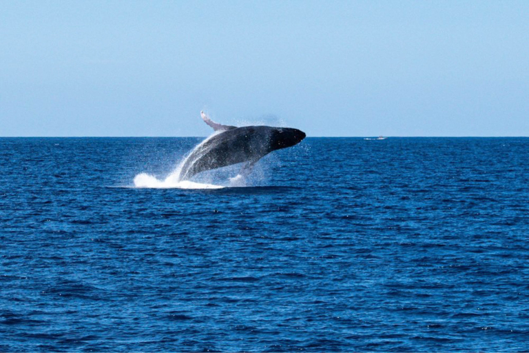 Swimwithdolphinsandmantas Kona Coast Morning Snorkel Trip Whale