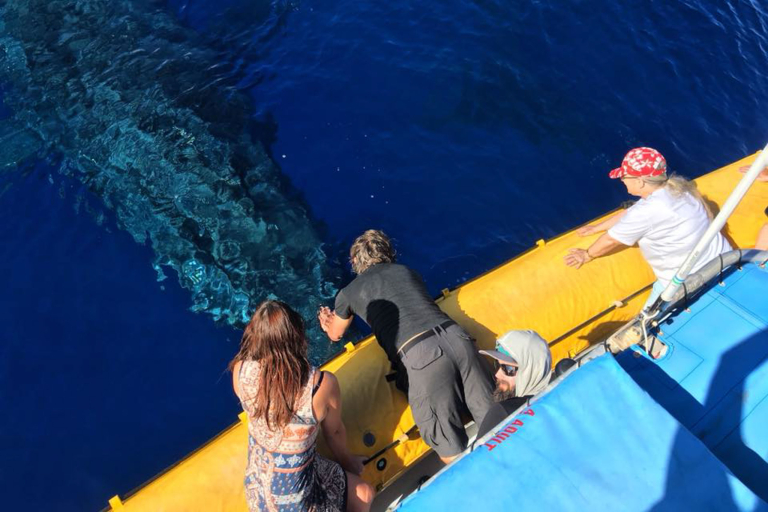 Ultimatewhalewatch Lanai  Hour Express Snorkel Guests Touching Whale
