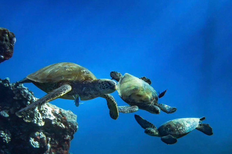 Ultimatewhalewatch Lanai  Hour Express Snorkel Turtles